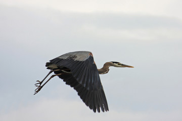 Heron flying
