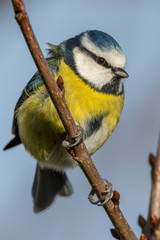 Great tit