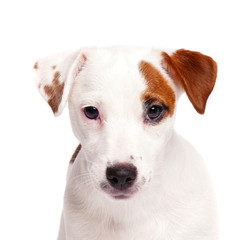 Jack Russell Terrier close up portrait