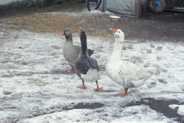 Naklejka na ściany i meble geese in the yard in winter
