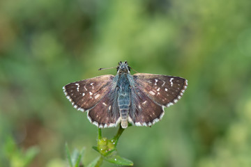 Hesperiidae / Kızıl Zıpzıp / / Spialia orbifer