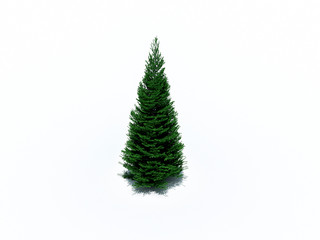 fir tree on white background 3D illustration