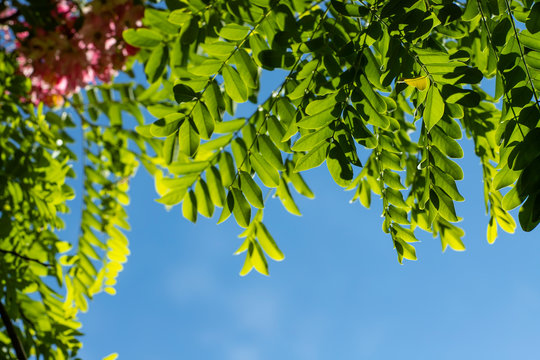 A Detail from a Blue Wall Covered with Green Leaves. Blossoming pink acacia (Robinia Viscosa) against the sky. 