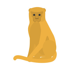 Funny monkey with a long tail. Jungle mammal