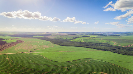 Sugarcane plantation field aerial view with sun light. Agricultural industrial.