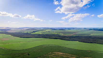Sugarcane plantation field aerial view with sun light. Agricultural industrial.
