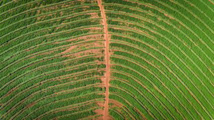 Sugarcane plantation field aerial view with sun light. Agricultural industrial.