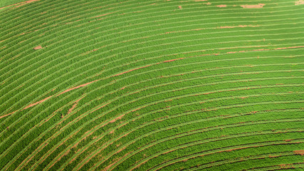 Naklejka premium Sugarcane plantation field aerial view with sun light. Agricultural industrial.