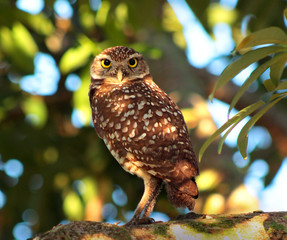 burrowing owl