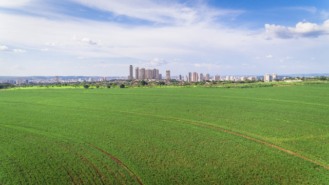Aerial image of sugarcane plantation near area of a big city.