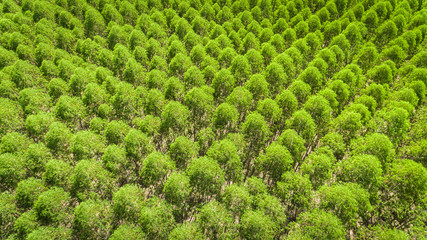Eucalyptus plantation in Brazil - cellulose paper agriculture - birdseye drone view. Top view.