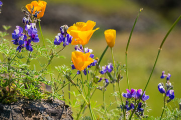 California Poppies (Eschscholzia californica) and Sky Lupines (Lupinus nanus) wildflowers blooming...