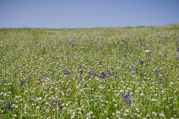 Field of popcorn (Plagiobothrys) wildflowers, North Table Mountain Ecological Reserve, Oroville, California