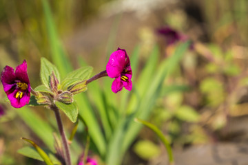 Kellogg's monkeyflower (Mimulus kelloggii) blooming on the meadows of North Table Mountain Ecological Reserve, Oroville, California