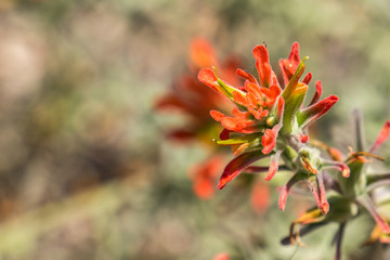 Indian paintbrush (Castilleja), Pinnacles National Park, California