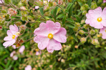 Fototapeta na wymiar Pink Rock-Rose flowers (Cistaceae) blooming in a park, San Francisco bay area, non native to California