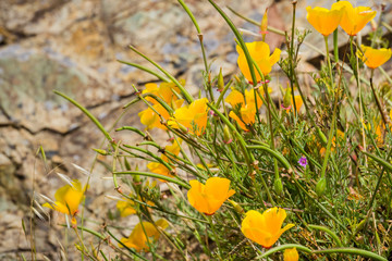 California Poppies (Eschscholzia californica) on a rock background, San Francisco bay area,...