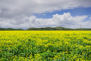 Obraz premium Black mustard field, Coyote Hills Regional Park, San Francisco bay, California