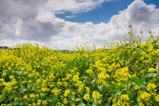 Black mustard field, Coyote Hills Regional Park, San Francisco bay, California