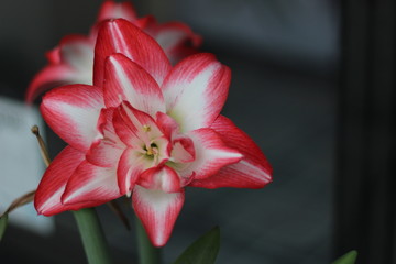 Más que una Azucena