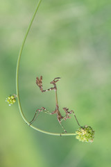 mantis