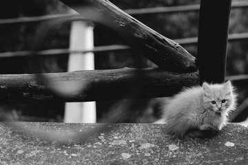 Katze