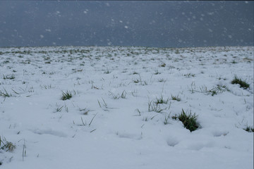 Snow falling on a field,, Winter cold weather, 