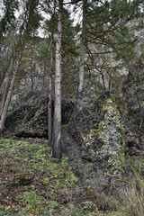 still smoldering forest fire damage
