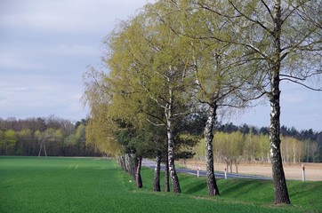 Krajobraz, drzewa, przyroda,  jesień, szosa, trawa, natura © Jan