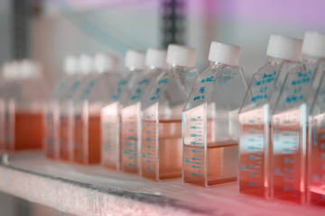 Microalgae cultivation in a biotechnology laboratory.