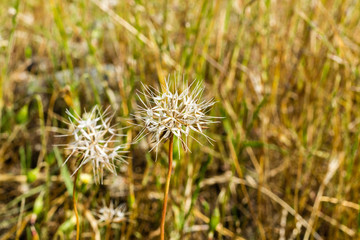Silver Puffs (Uropappus lindleyi) blooming on the hills of south San Francisco bay, California