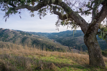 Valley oak tree on the trails of Henry W. Coe State Park, south San Francisco bay, California