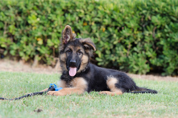 German shepherd puppy lying in the grass with the tongue out and a toy