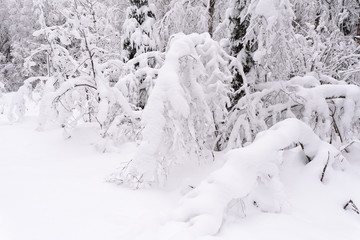 Fototapeta na wymiar Snow covered trees in winter forest