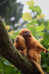 cute golden lion tamarin (Leontopithecus rosalia)