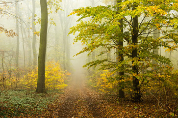 Footpath through Foggy Beech Tree Forest in Autumn, Leaves Changing Colour
