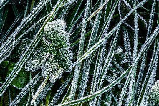 forme di ghiaccio su foglie e steli di erba