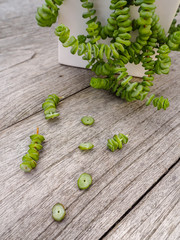 Jade necklace succulent plant with small cuttings next to it on a wooden background, ready to be propagated