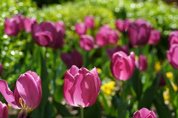 Pink tulips on a sunny day.