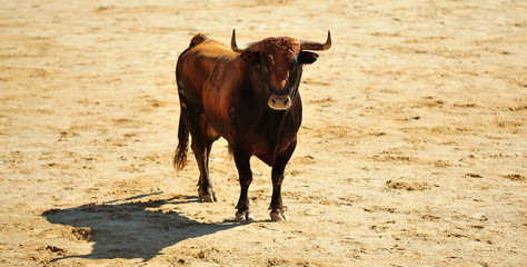 toro en españa