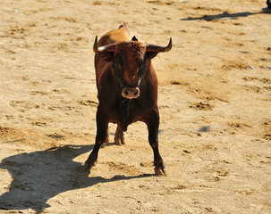 bull in spain