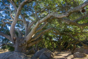 Huge Coastal live oak (Quercus agrifolia) stretching its branches over the trail, San Luis Obispo,...