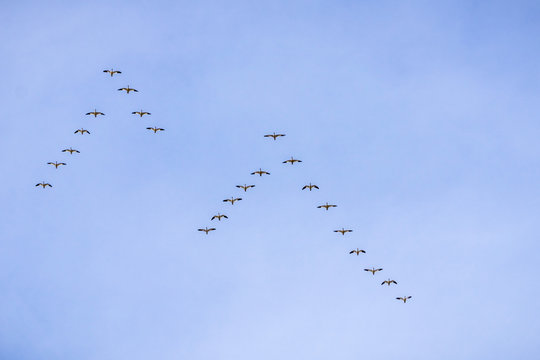 Snow geese flying in a v formation above the plains of Sacramento valley, Sacramento National Wildlife Refuge, California