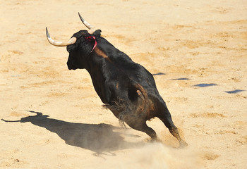 toro en españa