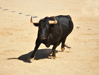 toro en españa