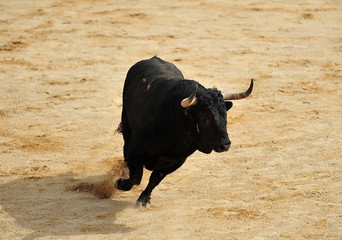 toro negro español