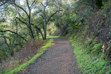 Fototapeta na wymiar Hiking trail through the woods of Rancho San Antonio County Park, Santa Cruz mountains, Cupertino, Santa Clara county, California