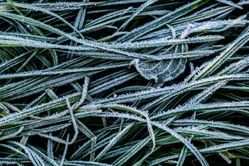 brinata su erba prato,primo piano foglie e erba