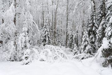 Snow covered trees in winter forest