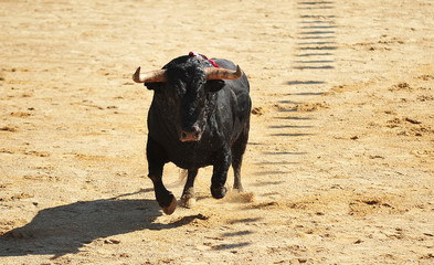 toro negro español